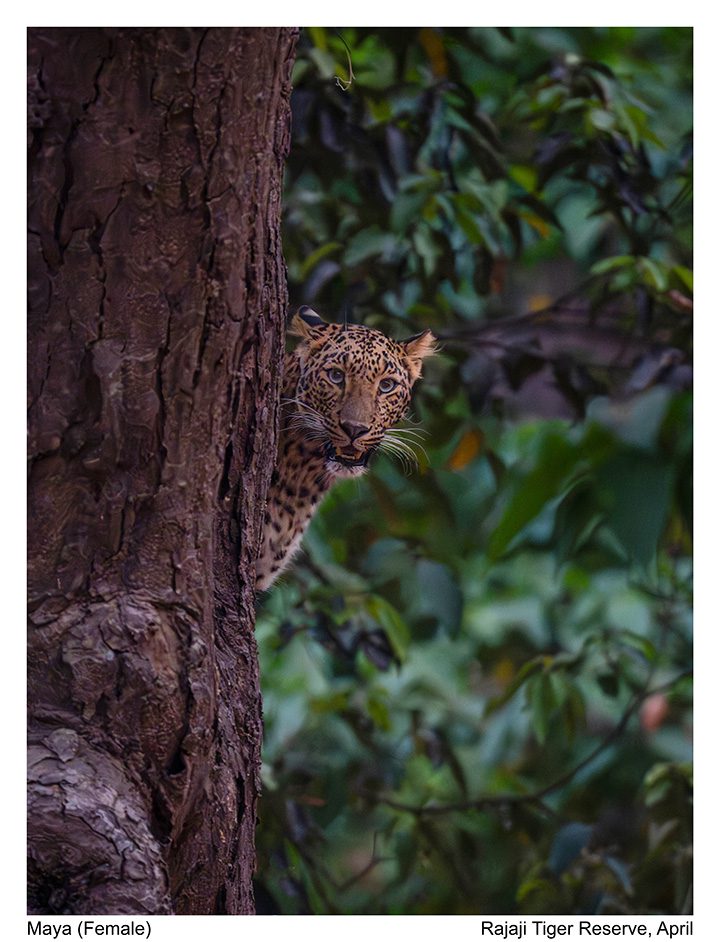 Rajaji Tiger Reserve Leopard