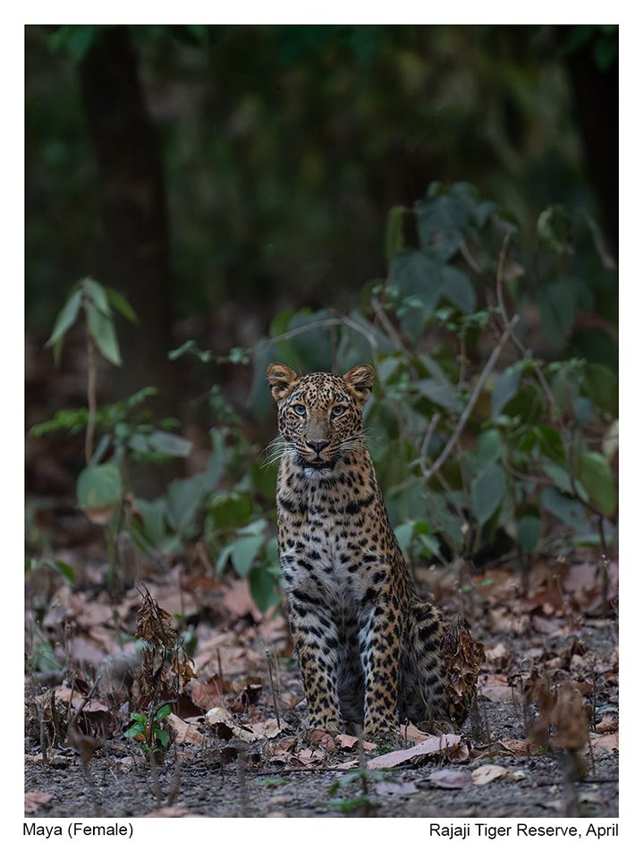 Rajaji Tiger Reserve Leopard