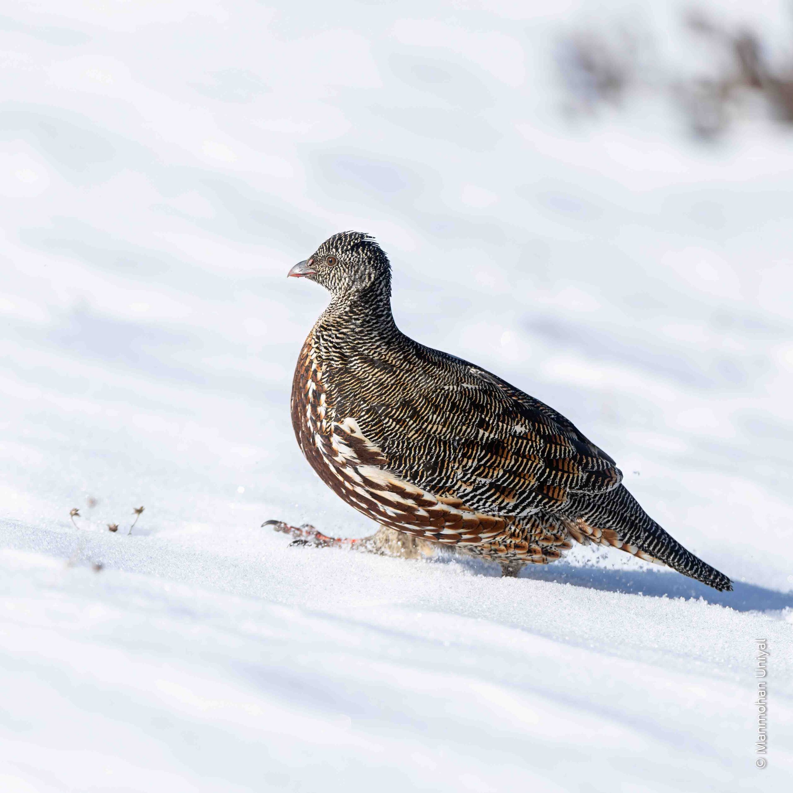 Snow partridge