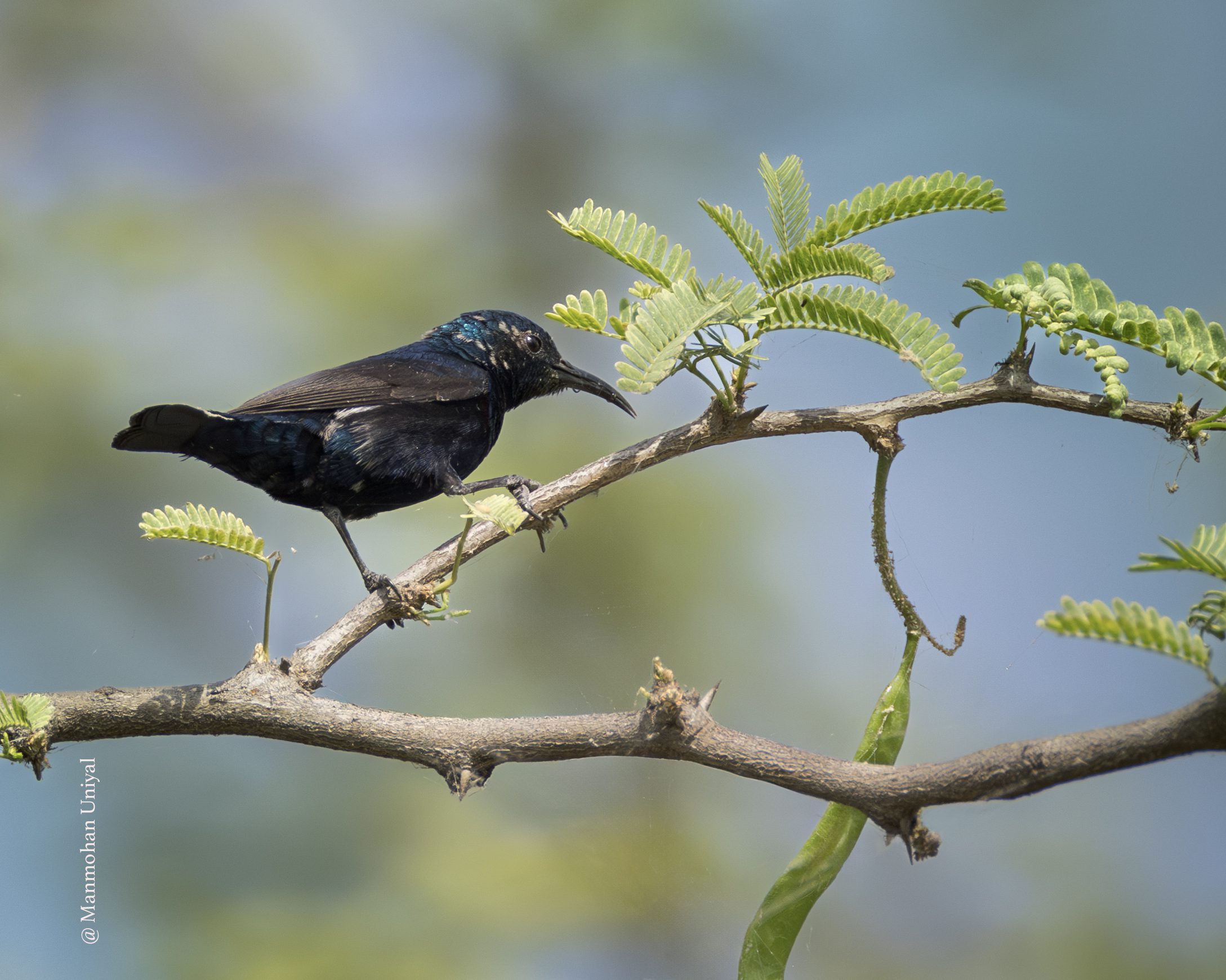 Sunbird-Sultanpur