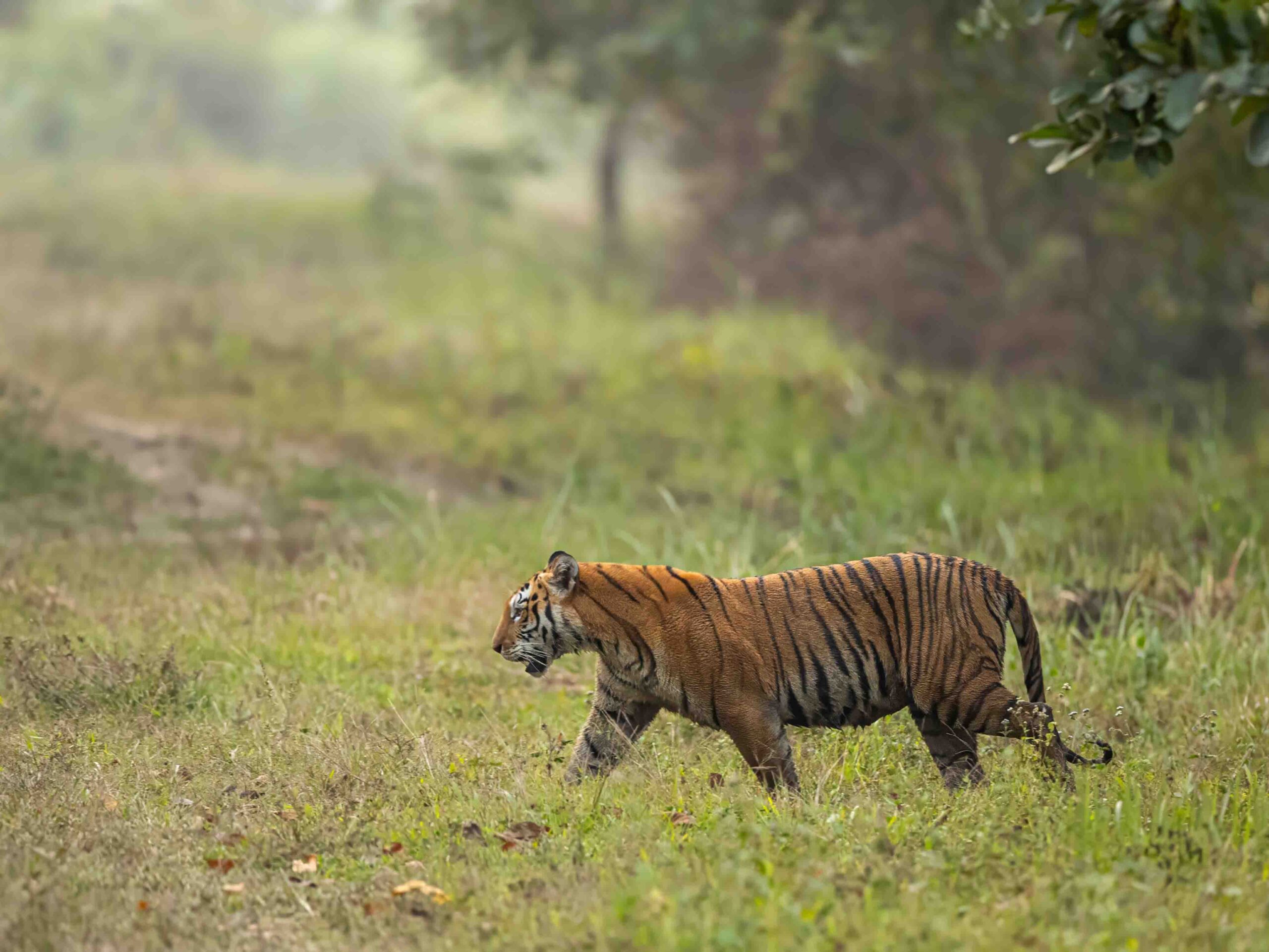 Royal Bengal Tiger in Kaziranga