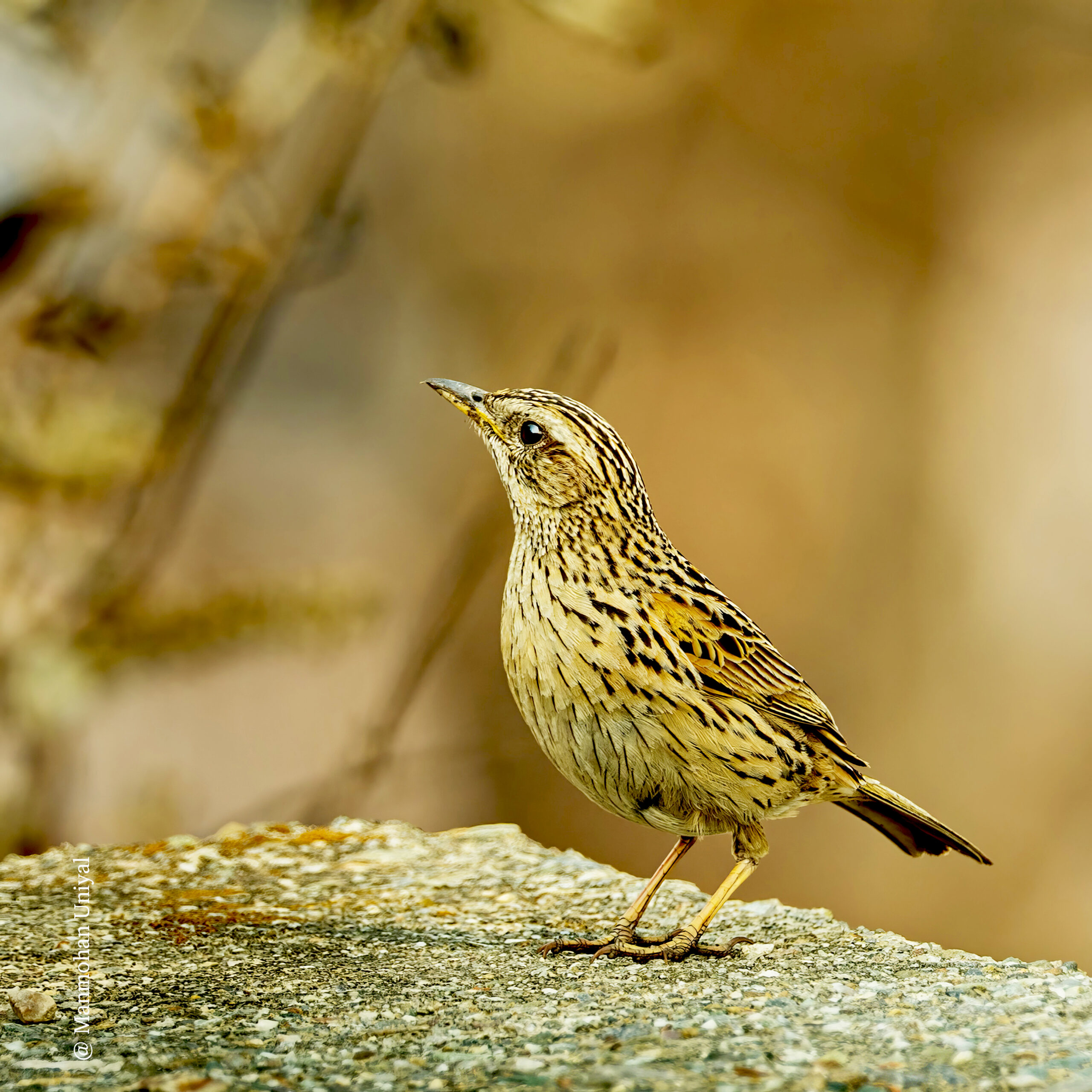 Upland Pipit-E FB