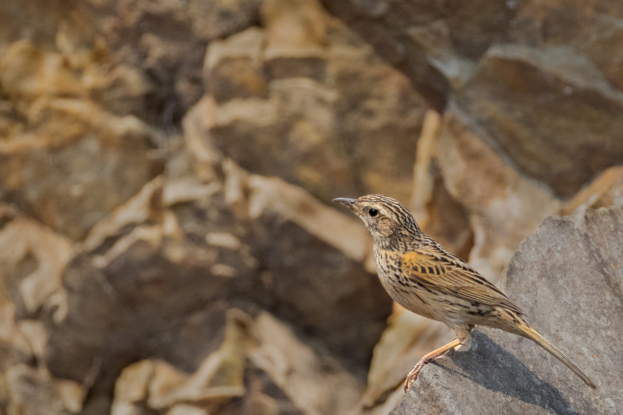 Upland Pipit-Stone