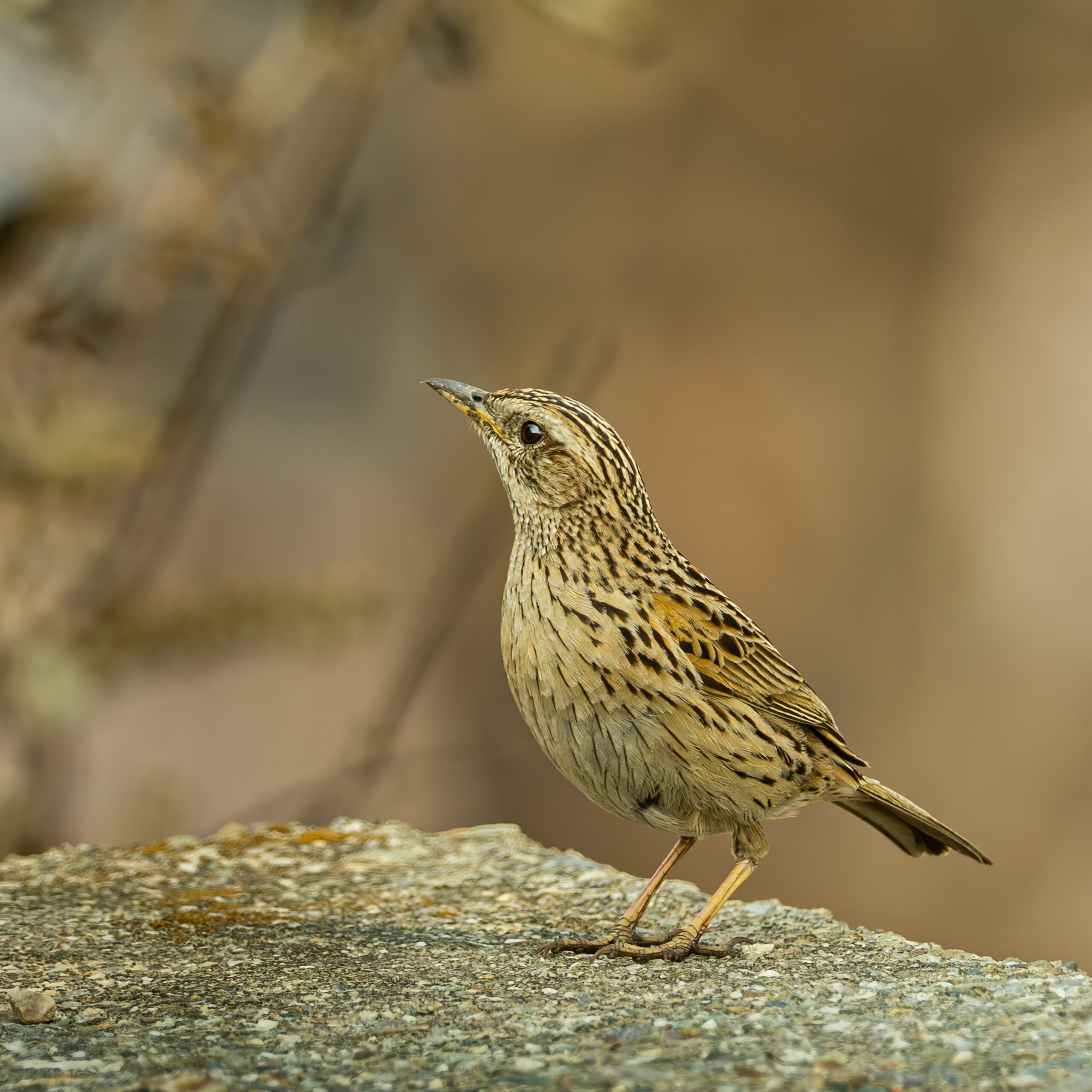 Upland Pipit-topaz-enhance-2.2x