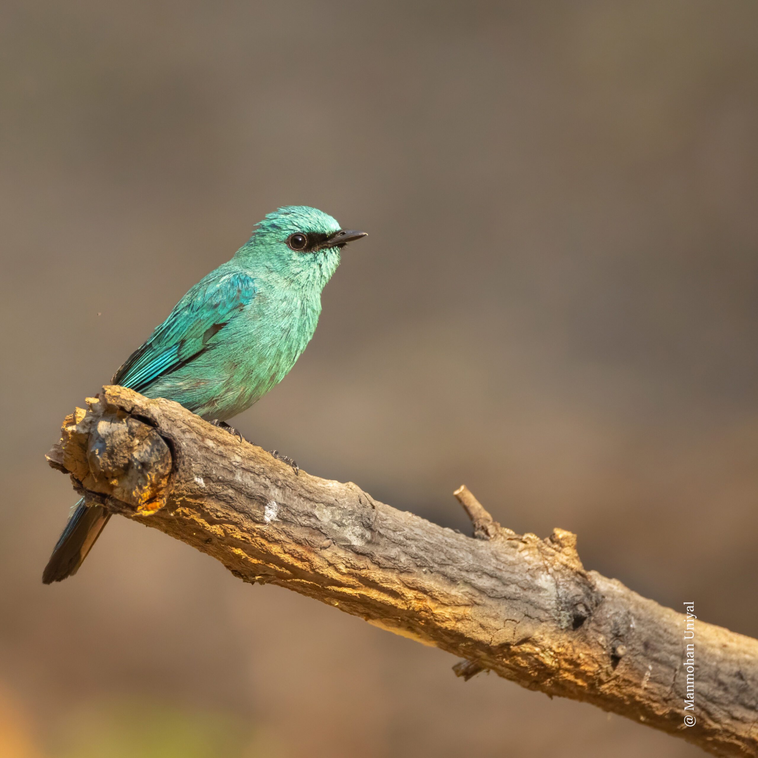 Verditer Flycatcher-FB