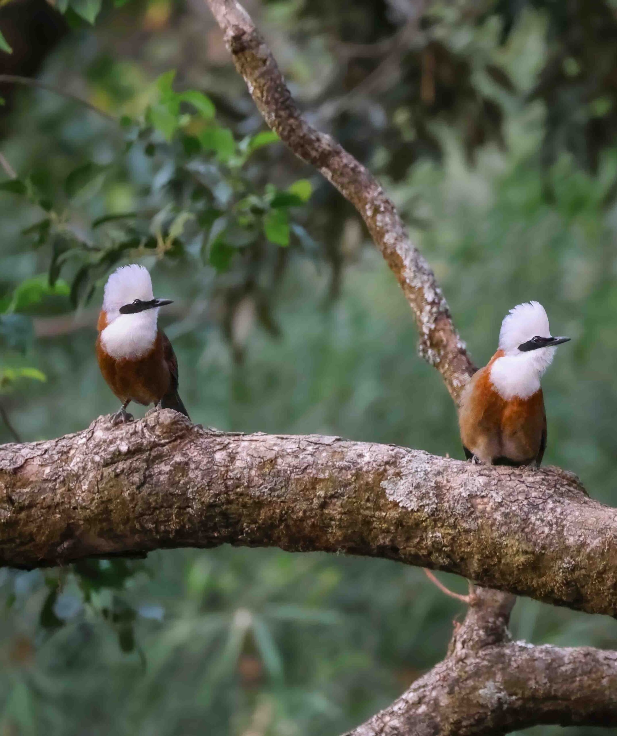 Sattal Birding