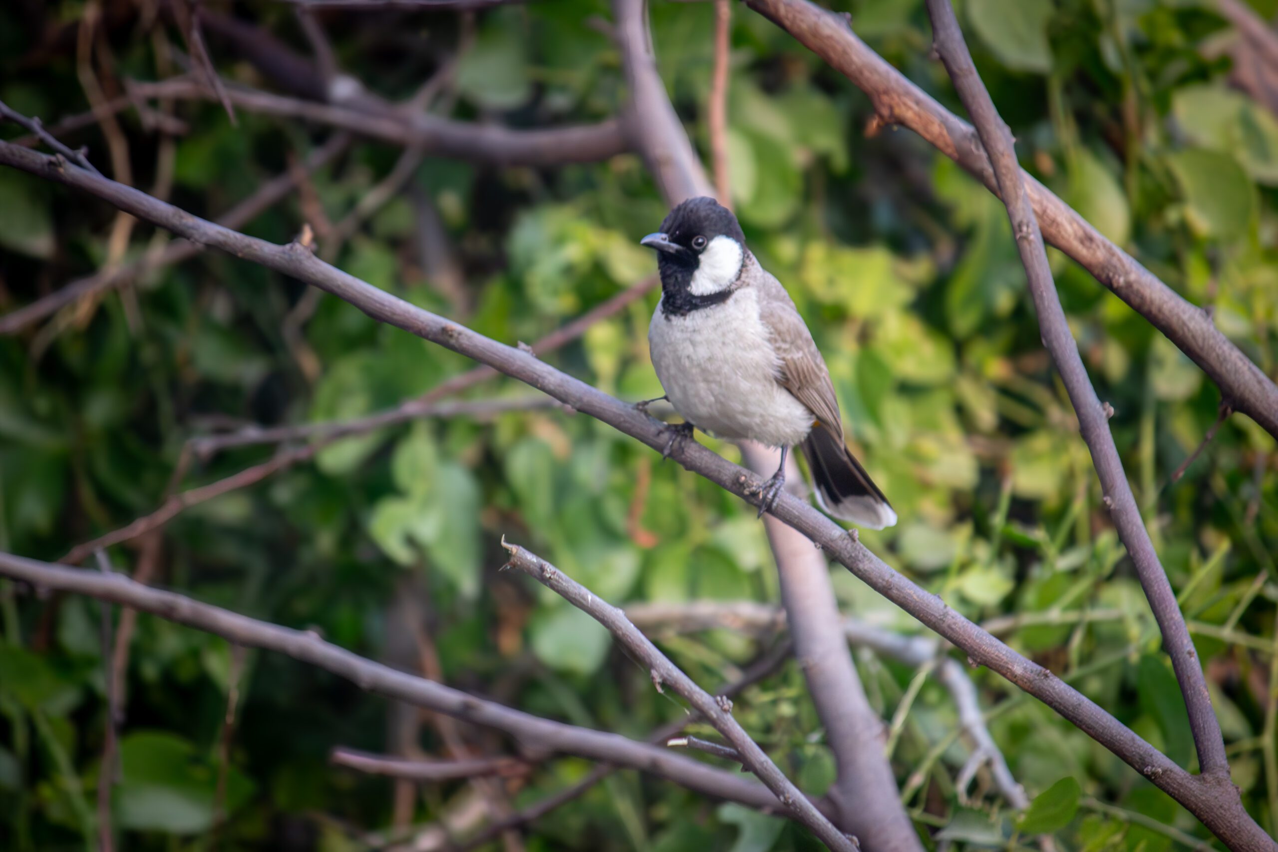 White-eared Bulbul