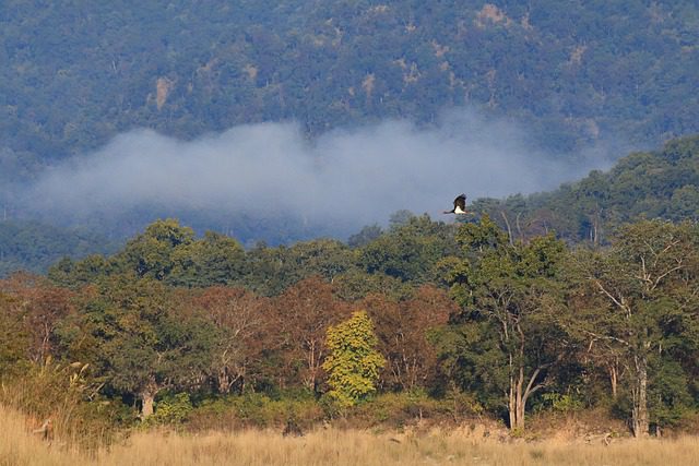 Jim Corbett Tiger Reserve