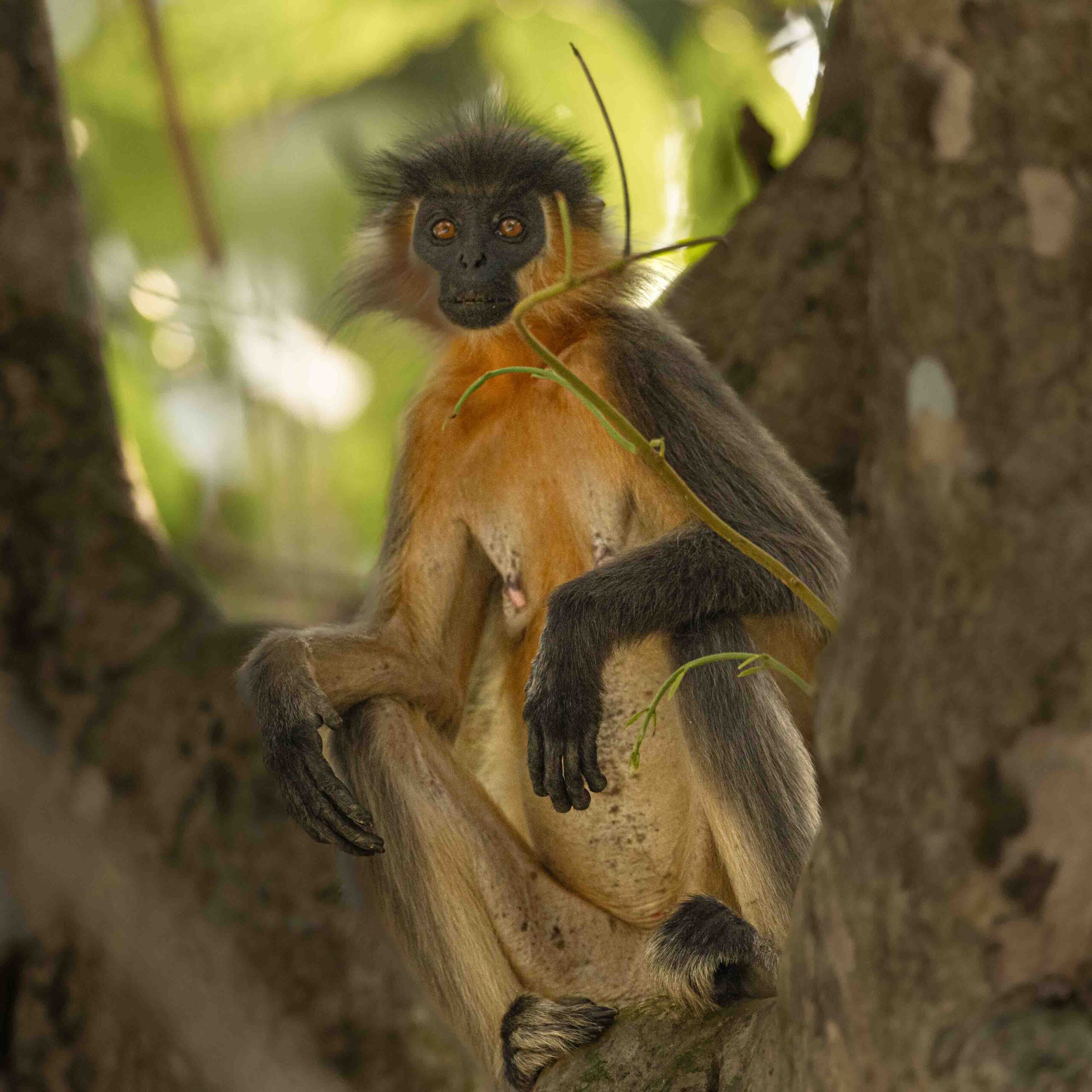 Capped-Langur-Manas-National-Park