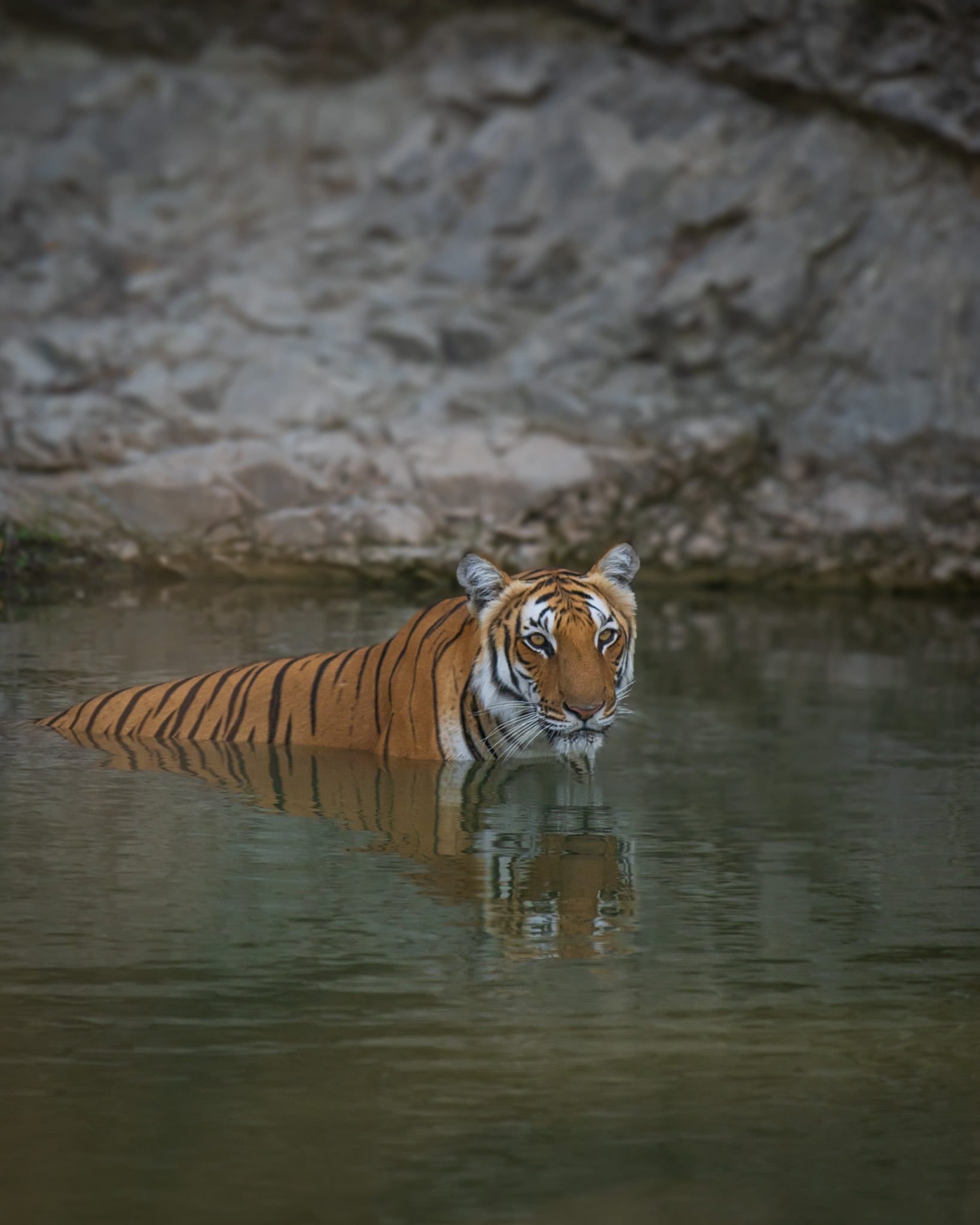 Corbett Tiger