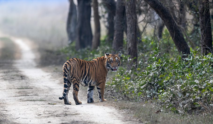 Tiger at Dudwa