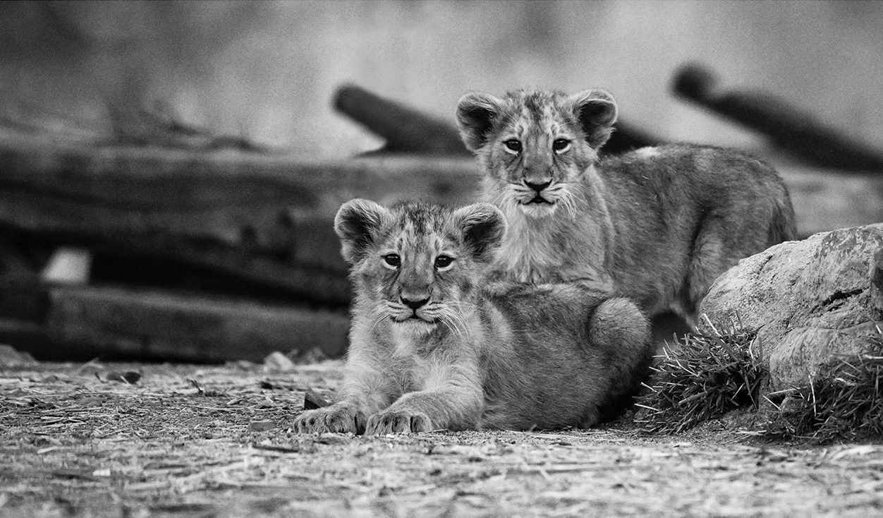 Lion at Gir National Park