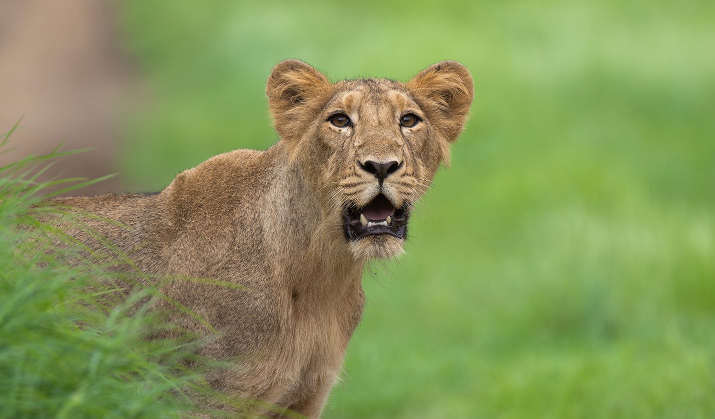 Lion at Gir National Park