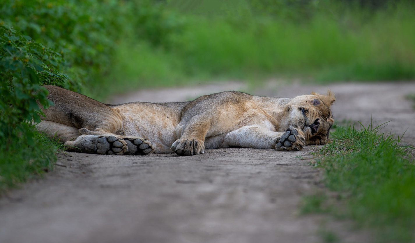 Lion at Gir National Park