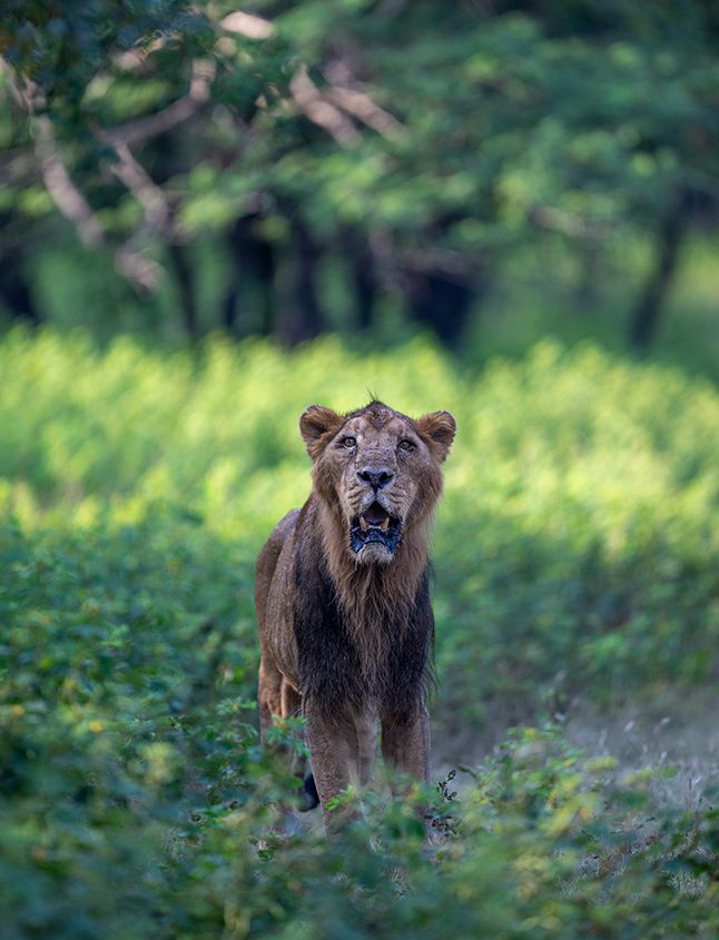 Lion at Gir National Park