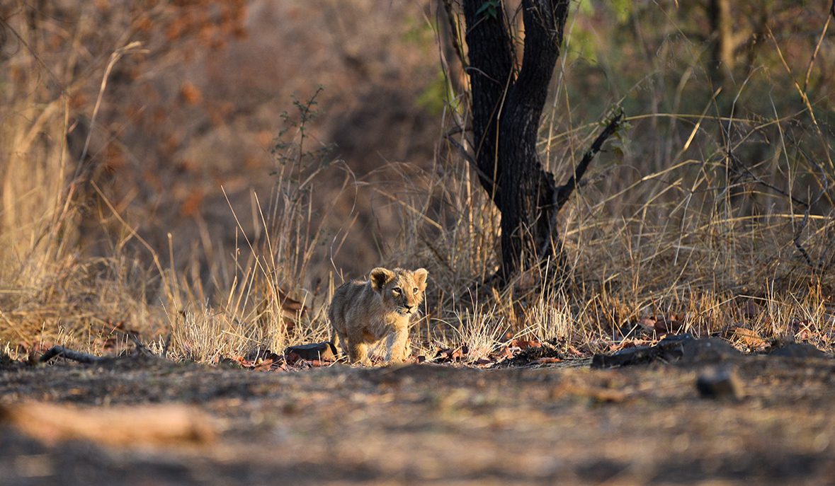 Lion at Gir National Park