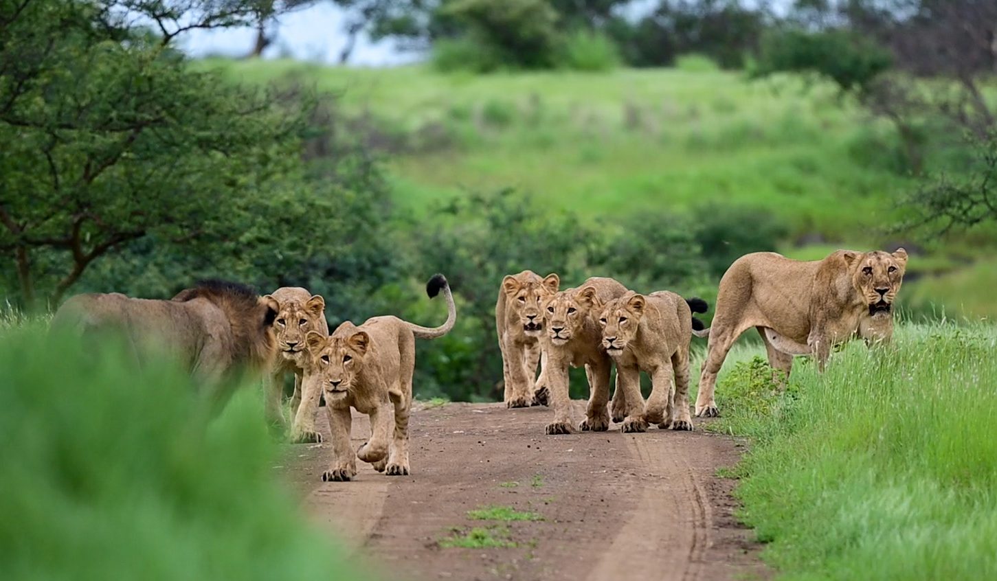 Lion at Gir National Park
