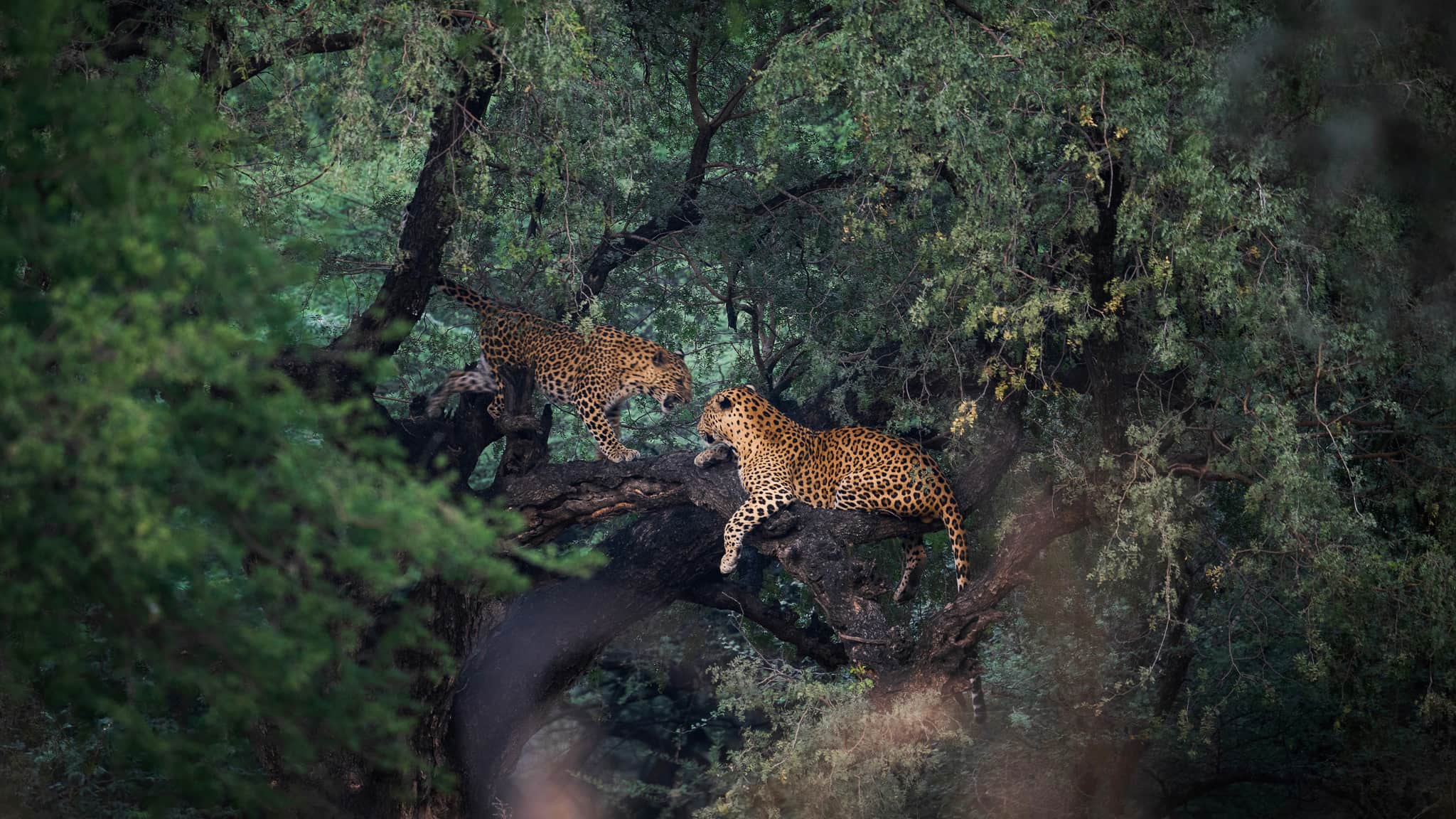 Jhalana Banner Leopard