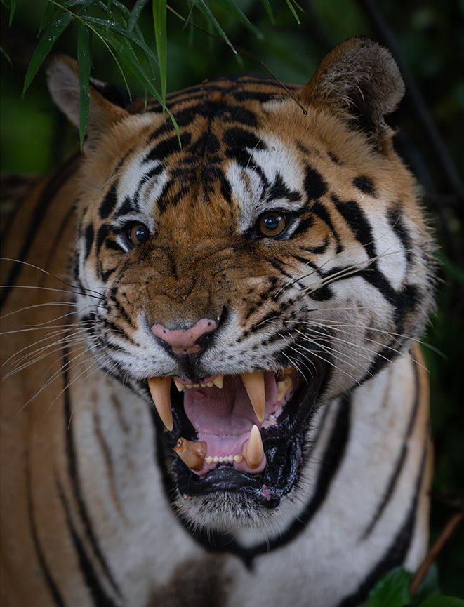 Tiger at Kanha Tiger Reserve