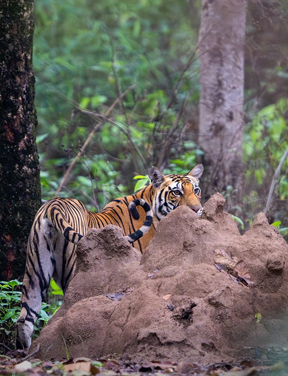 Tiger at Kanha Tiger Reserve