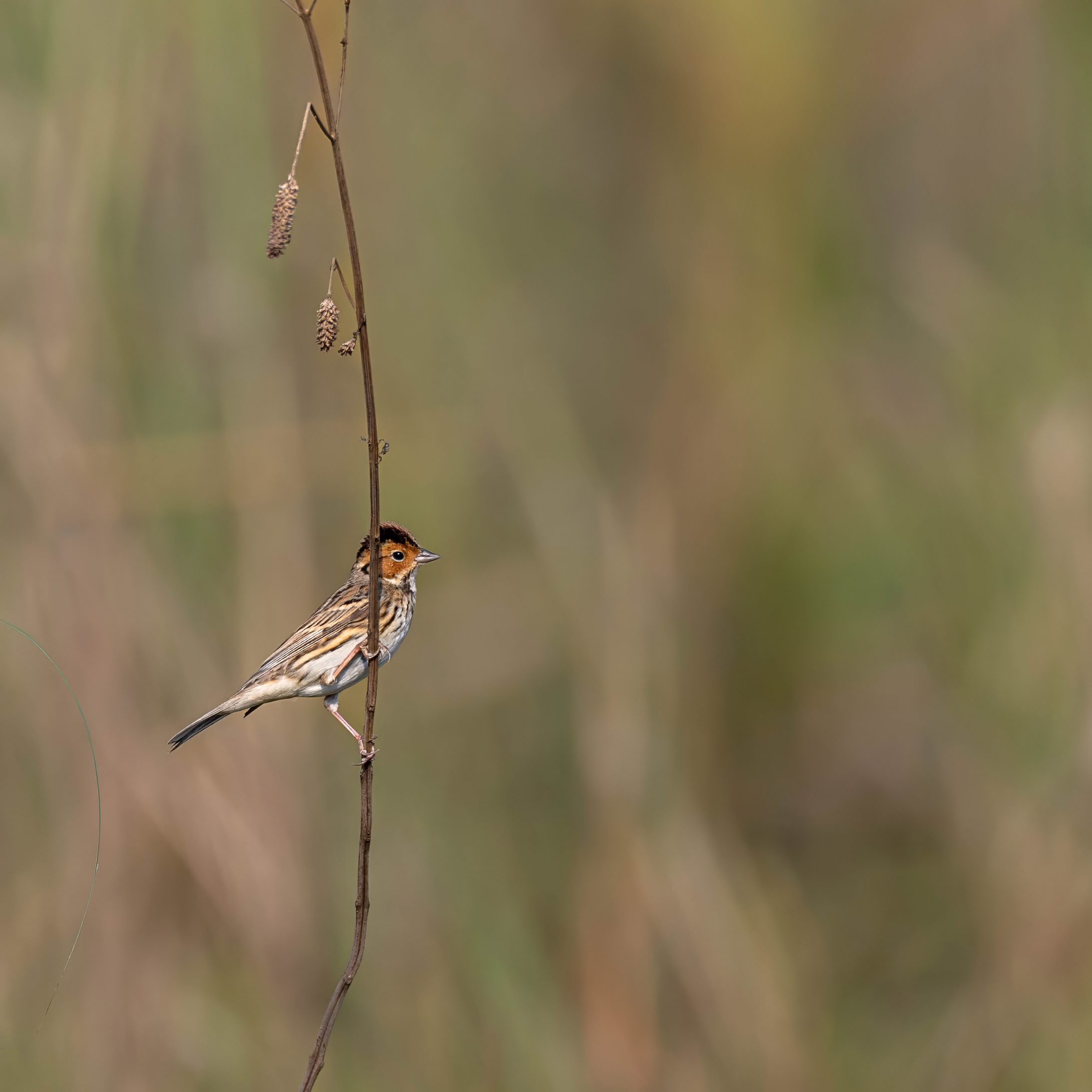 Little Bunting-Manas-National-Park-WoWjpeg