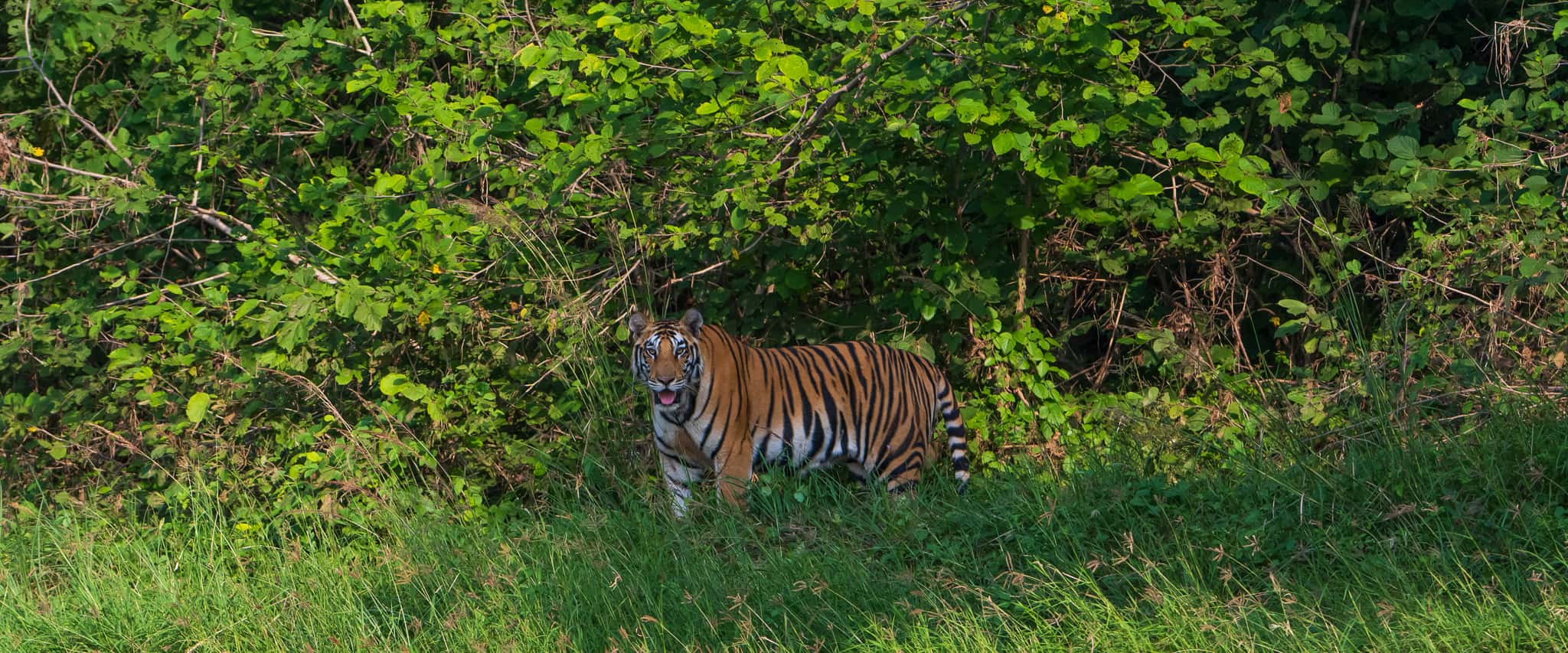 Panna Tiger