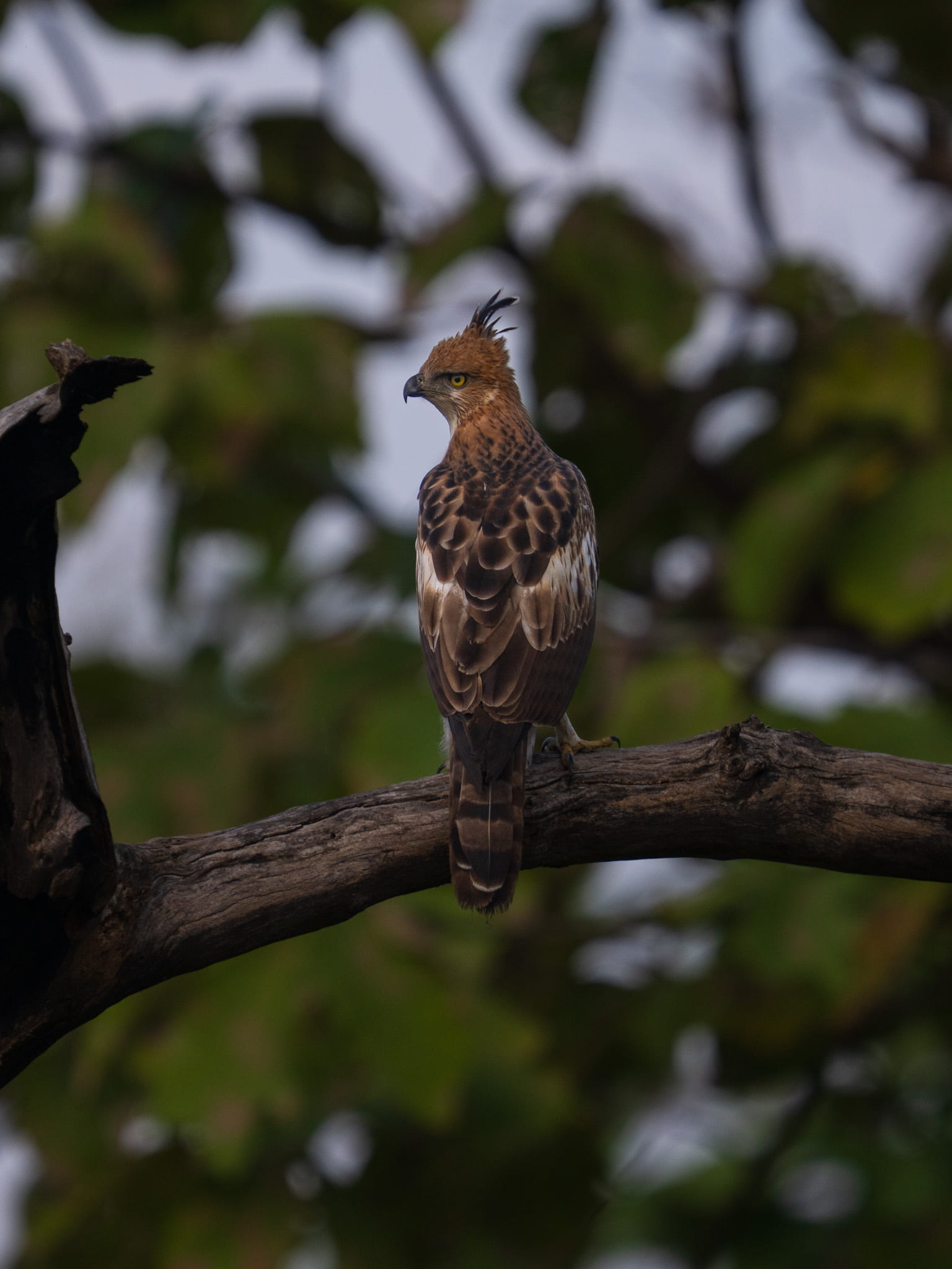Panna Eagle
