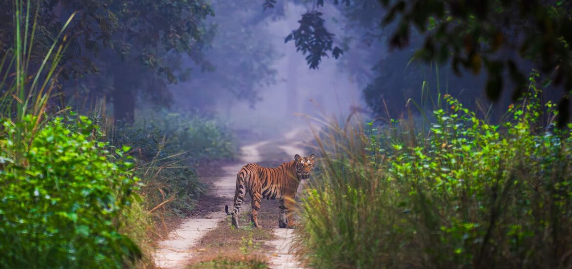 Pilibhit Tiger Banner