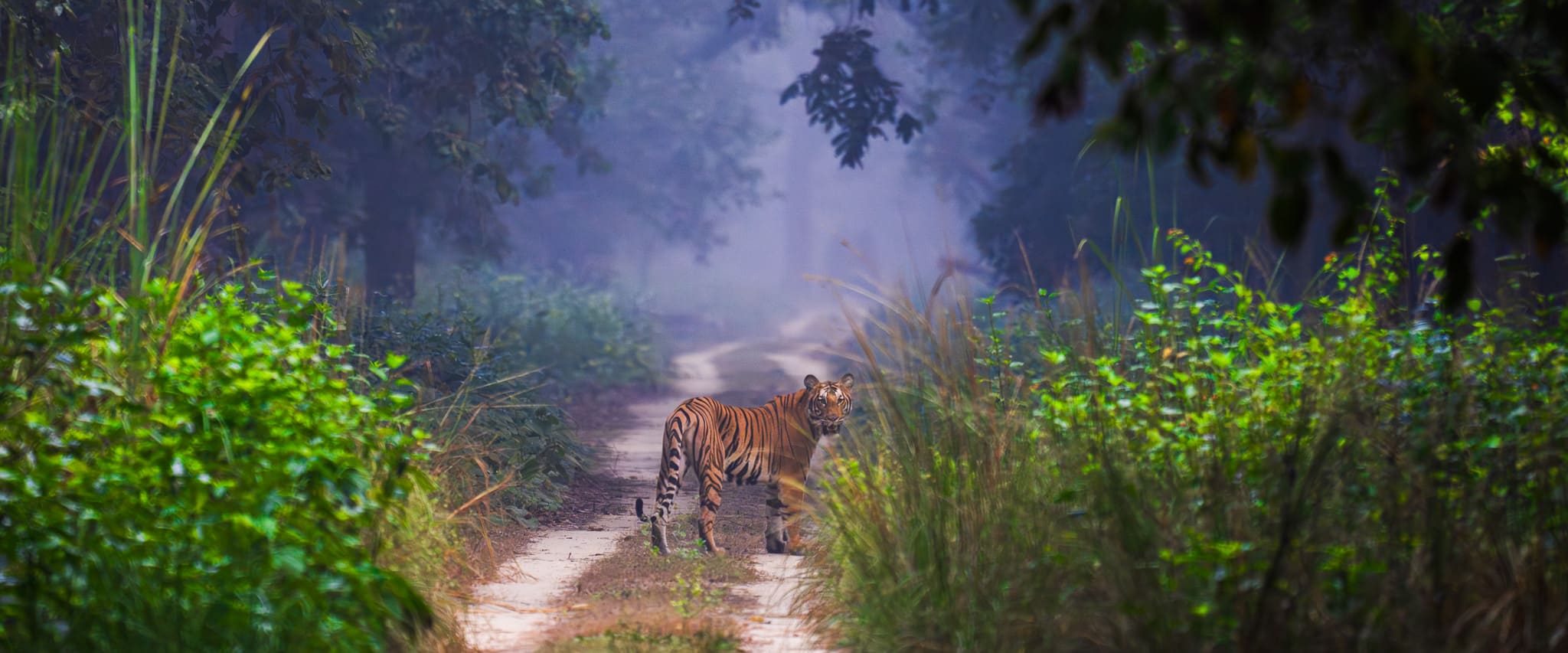 Pilibhit Tiger Banner