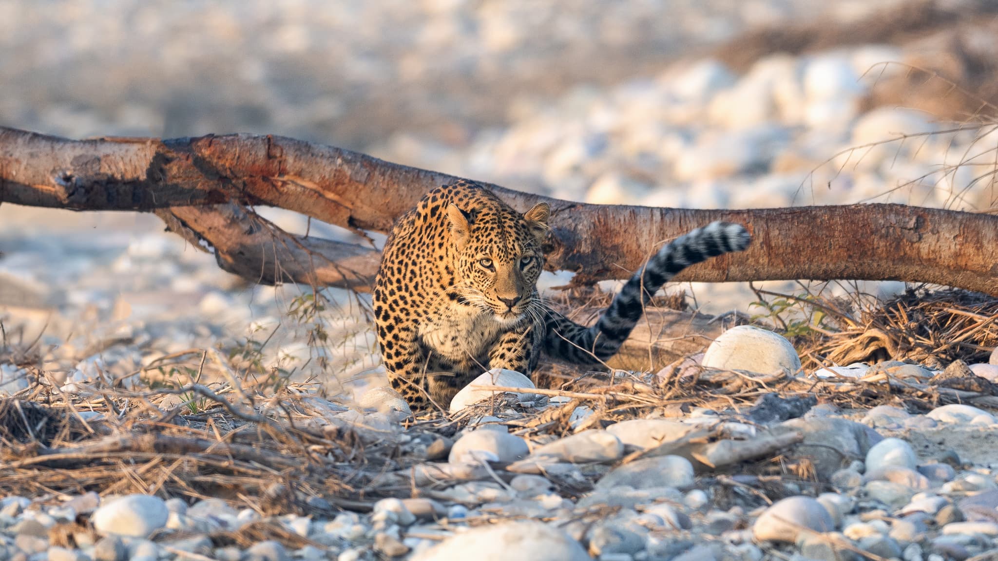 Raja Ji Banner Leopard