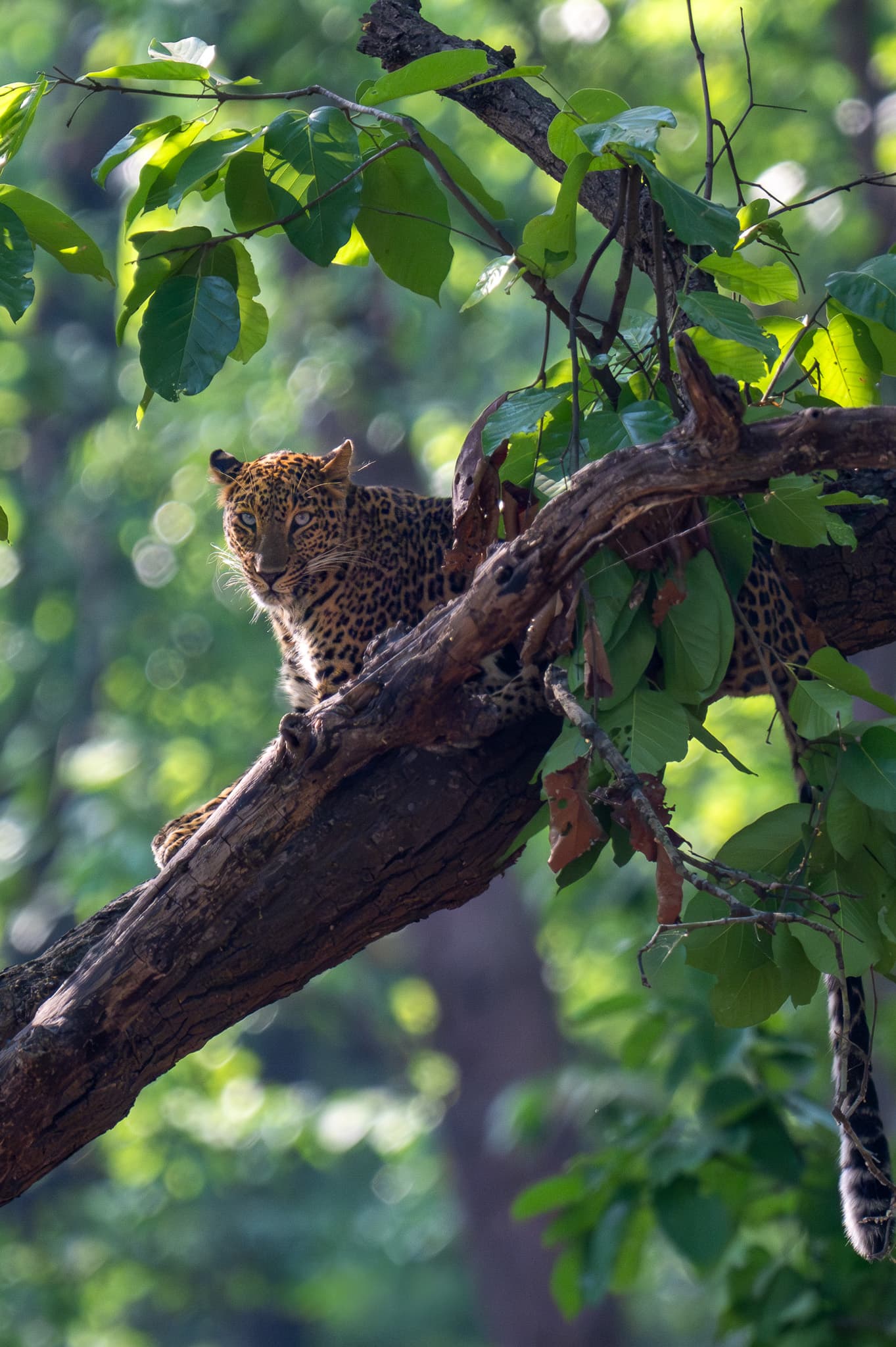 Raja Ji Leopard
