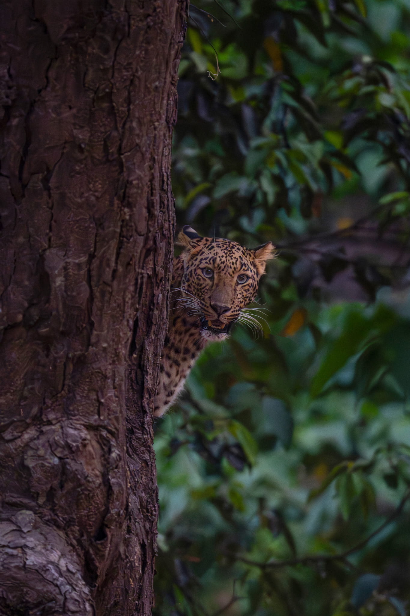Raja Ji Leopard 2