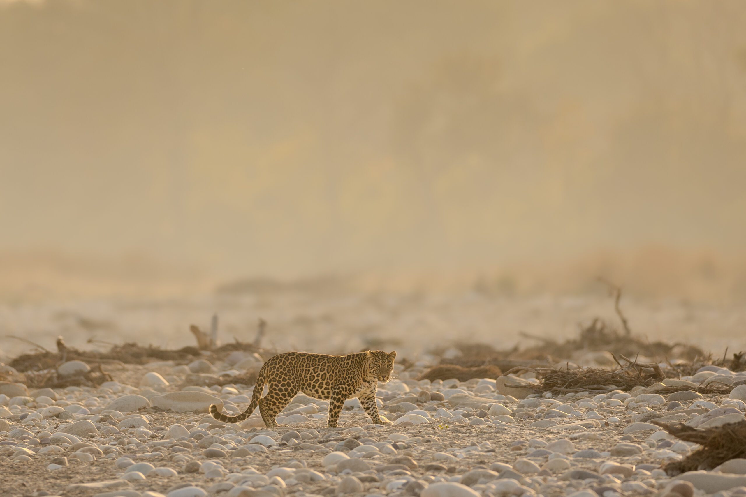 Leopard at Raja Ji Tiger Reserve