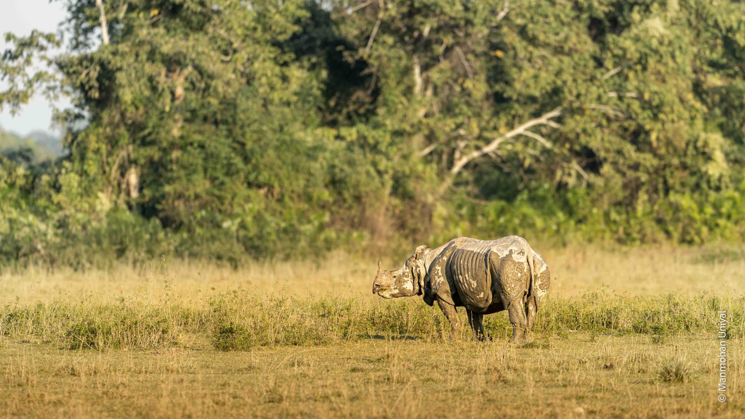 Rhino Habitat Shot