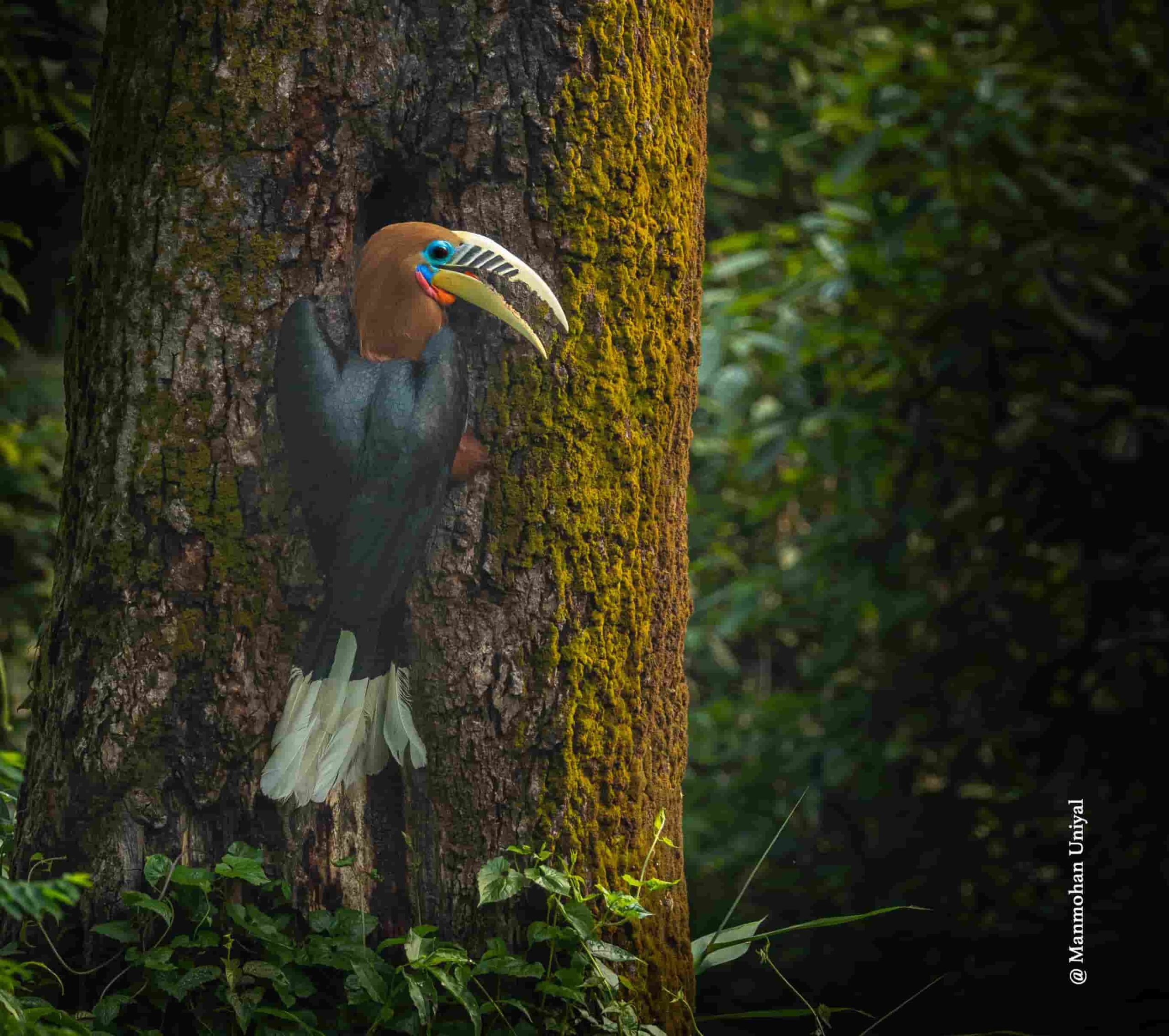 Sattal Birding