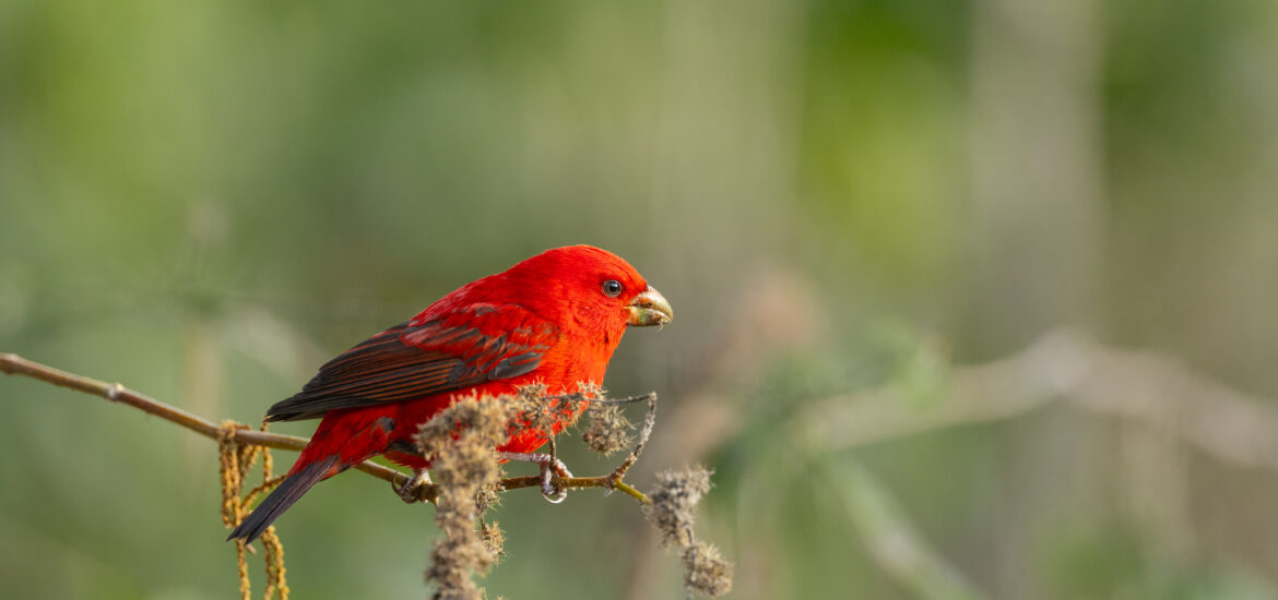 Scarlet Finch-Chopta-1