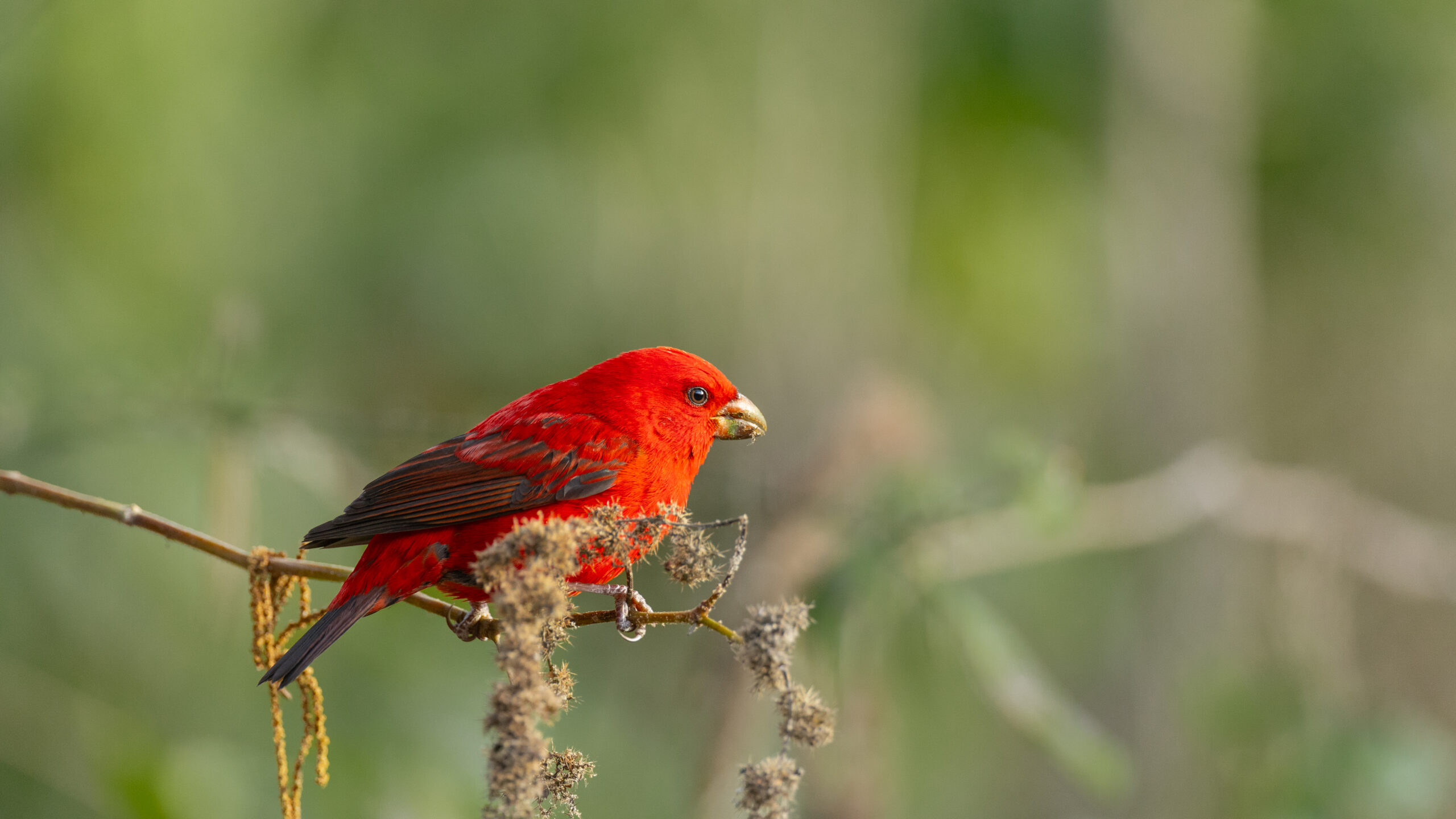Scarlet Finch-Chopta-1