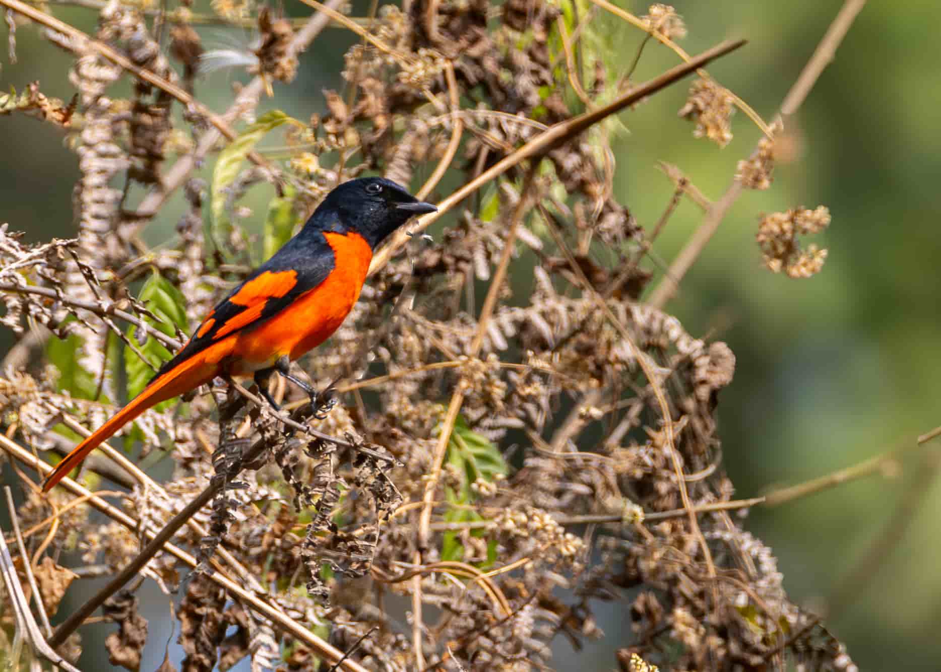 Sattal Birding