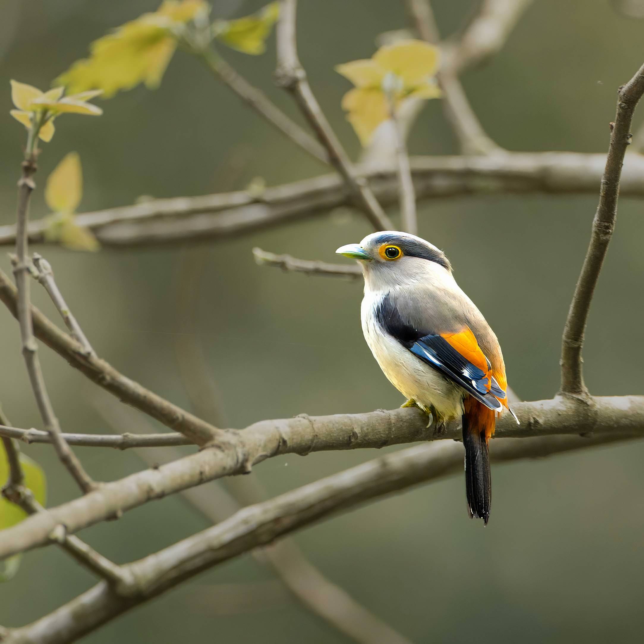 Silver-breasted Broadbill-Manas-National-Park