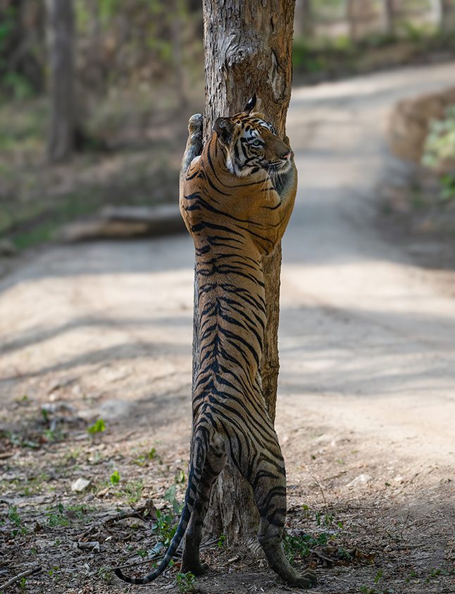 Tiger in Tadoba