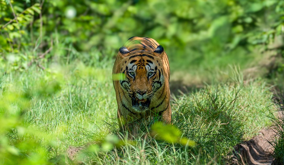 Tiger at Tadoba