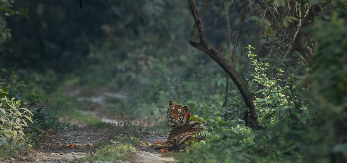 Tiger in Manas-Banner