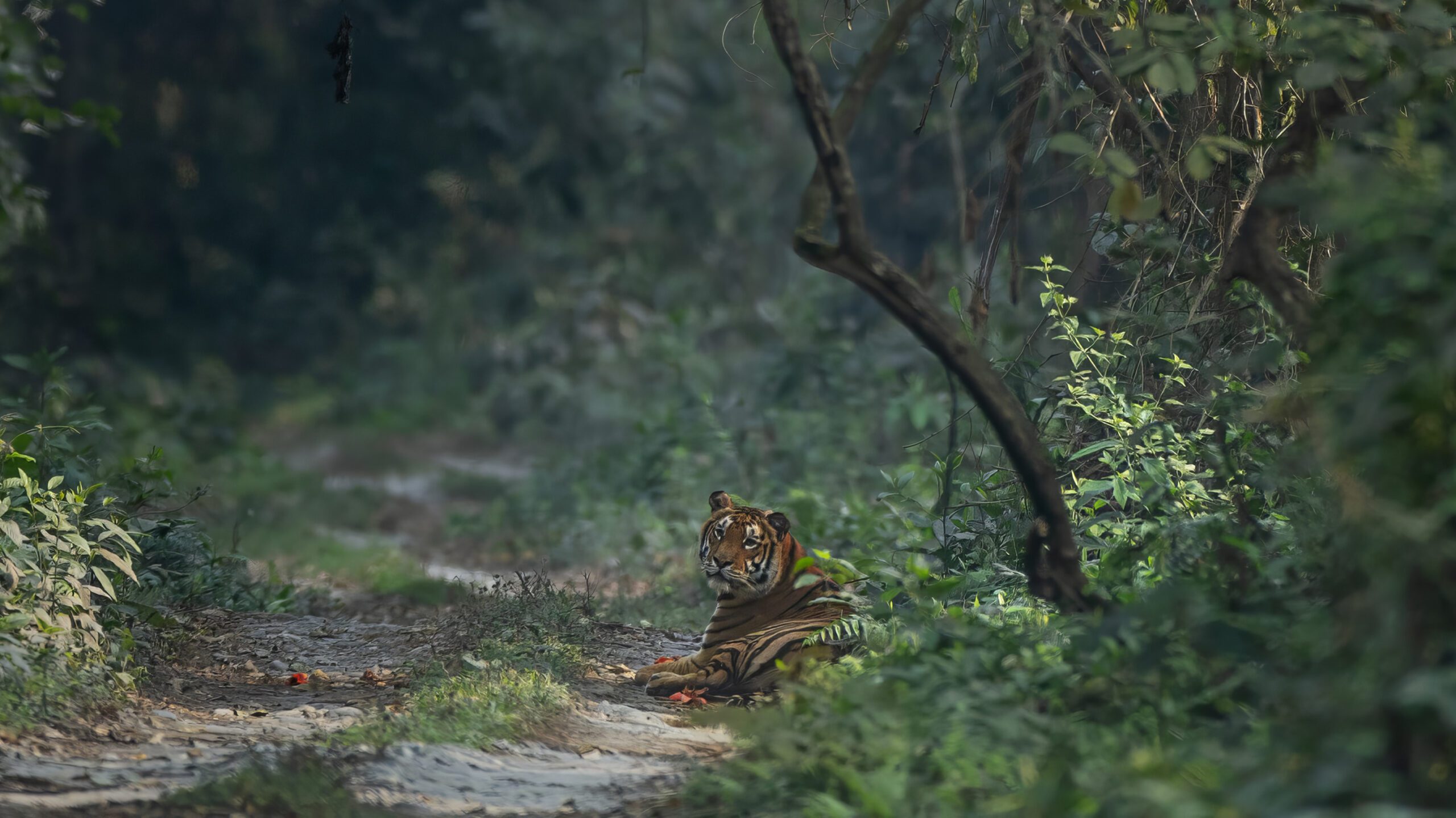 Tiger in Manas-Banner