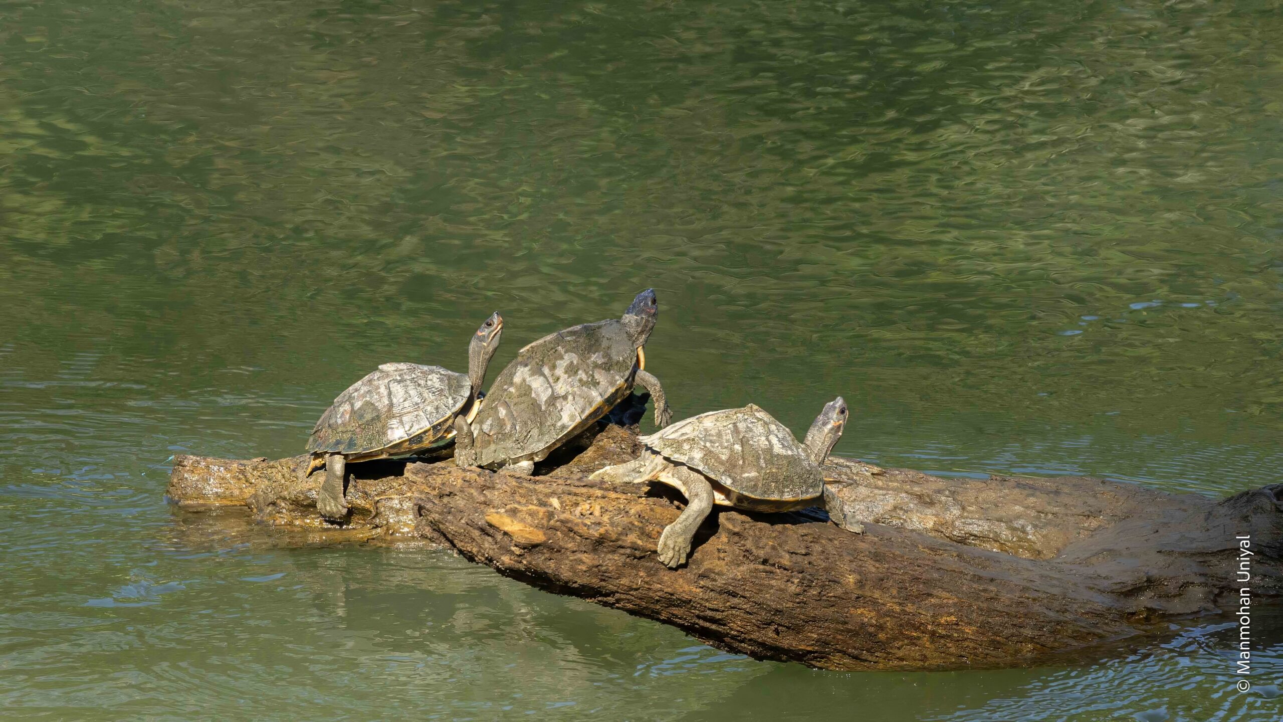 Turtles Kaziranga