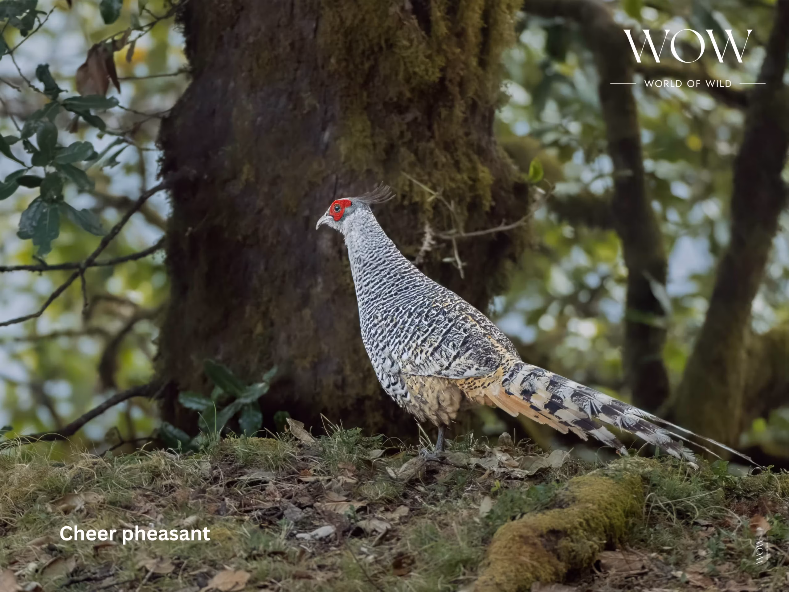 Cheer Pheasant in Munsiyari