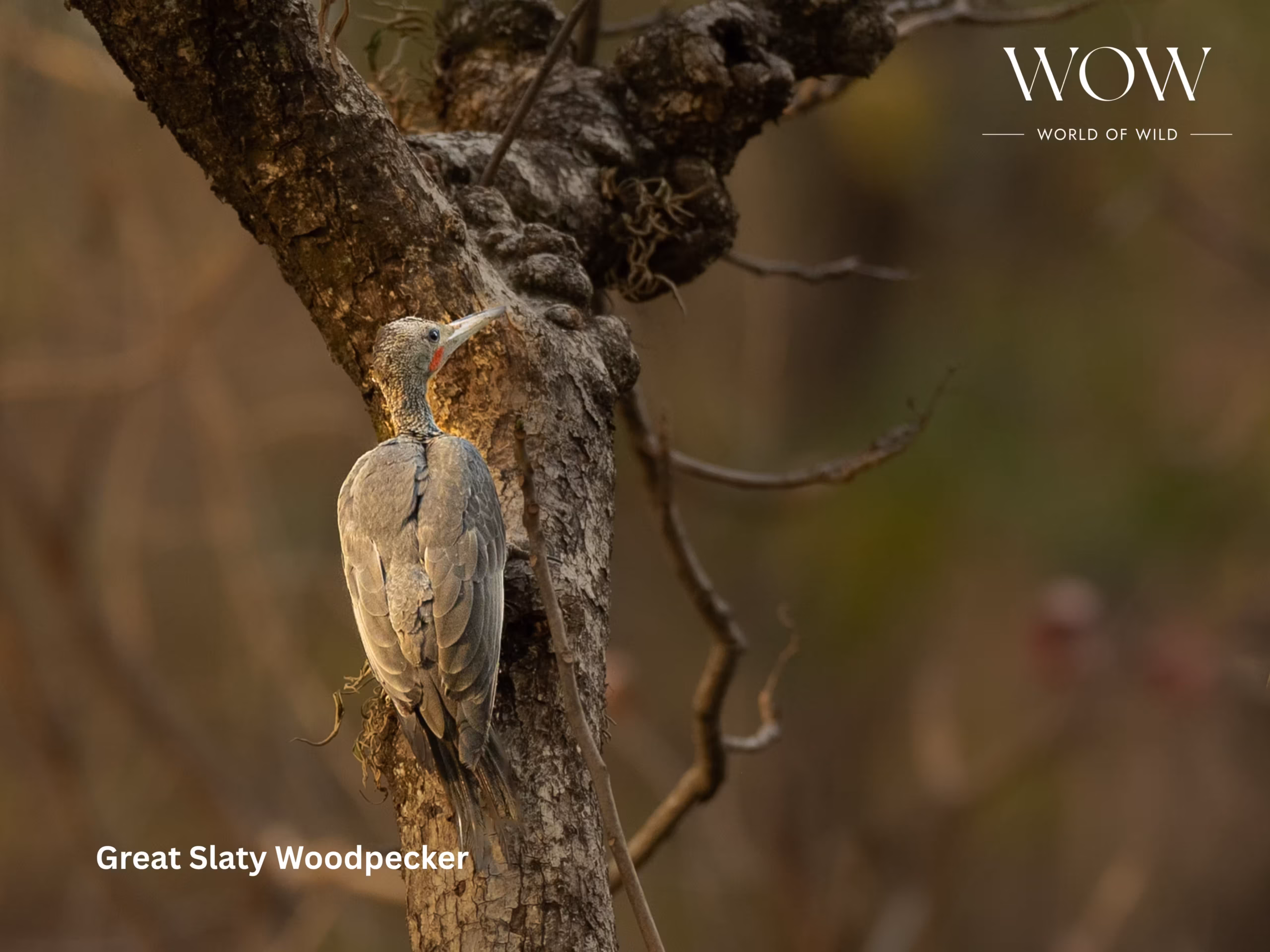 Great Slaty Woodpecker