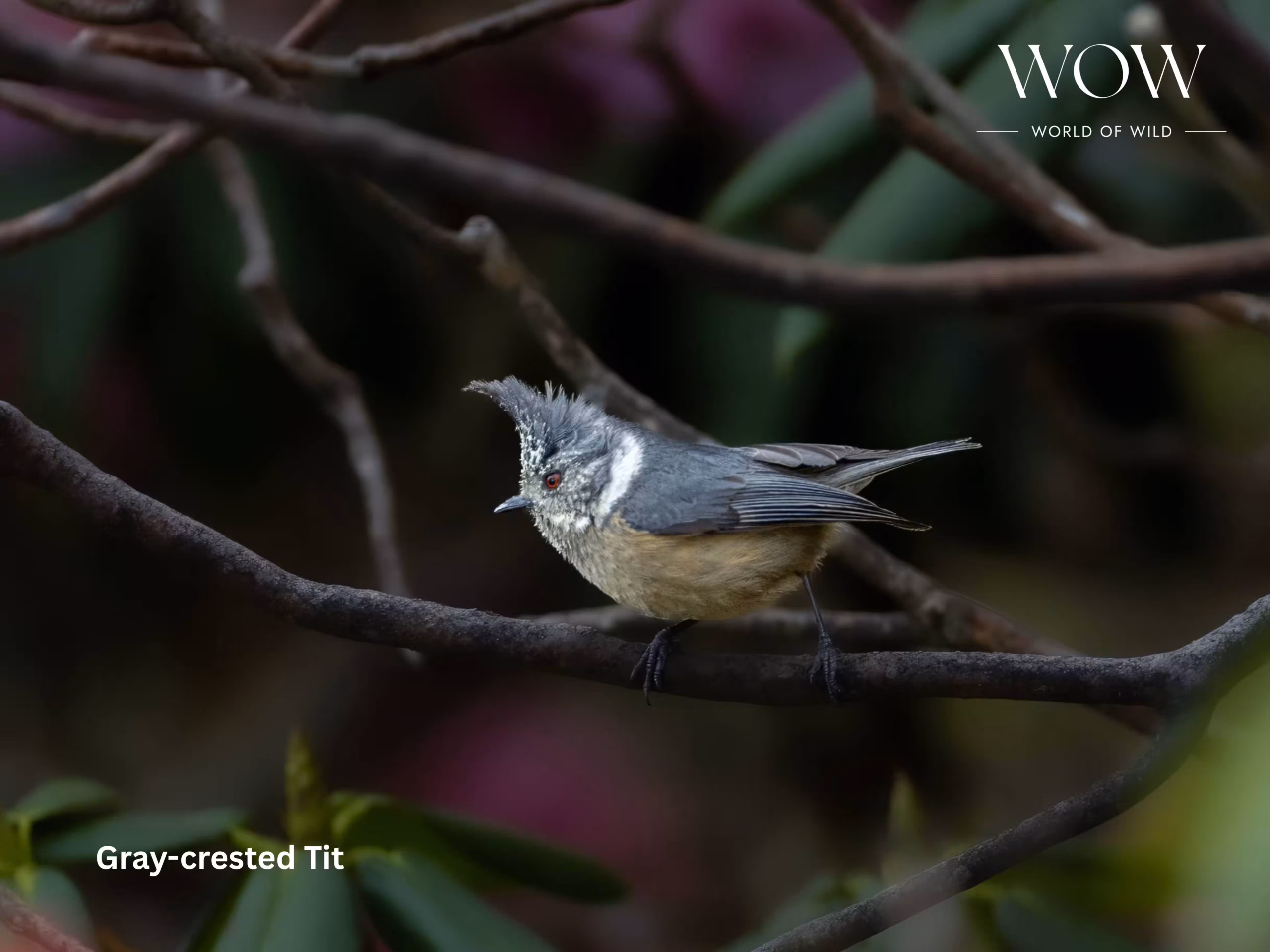 Grey Crested Tit perched in Khalia Top Munsiyari