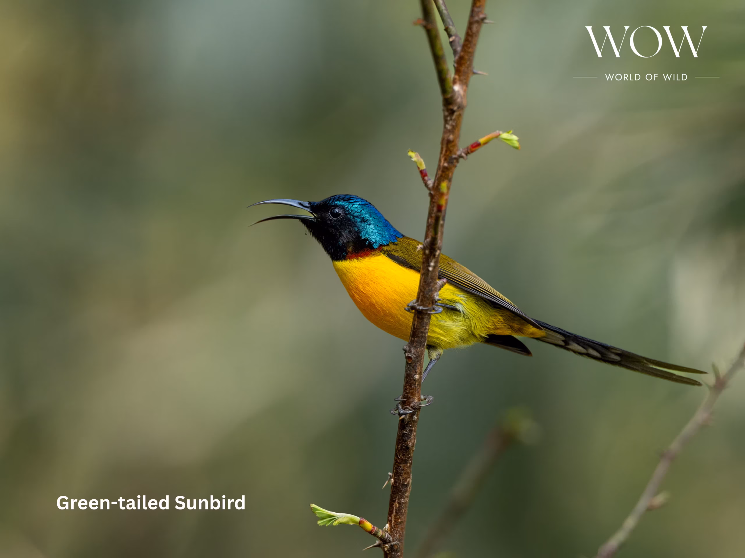 Green-tailed Sunbird perched in Khalia Top- Munsiyari