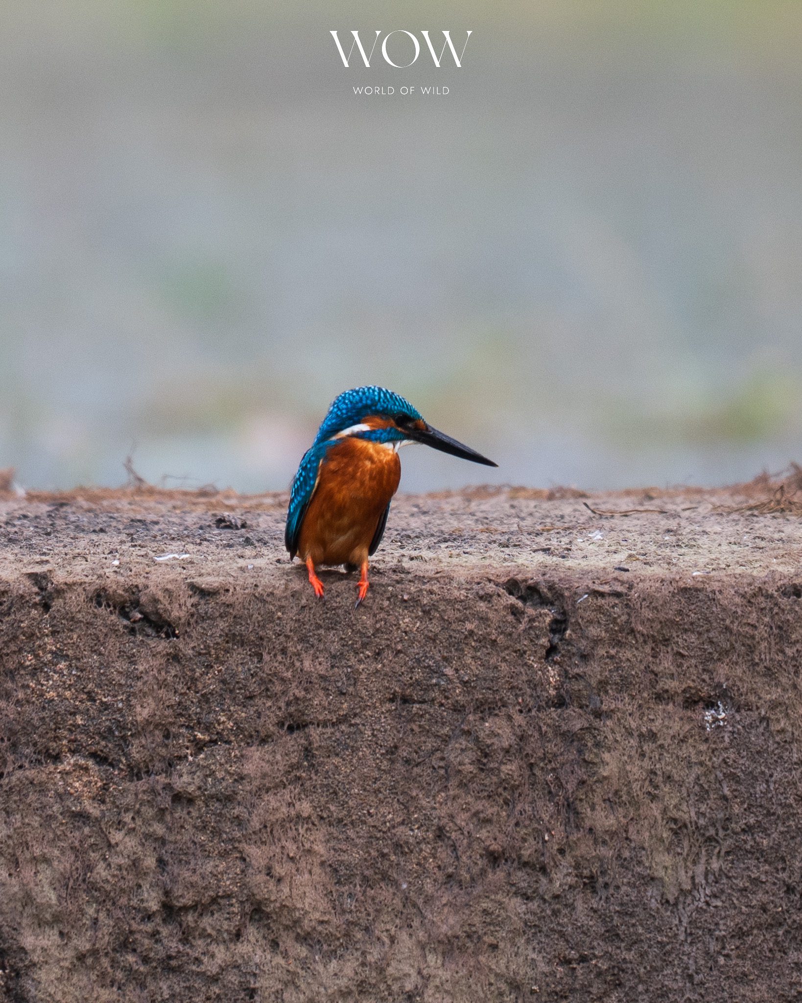 Storke-billed Kingfisher in Panna Tiger Reserve in 2025