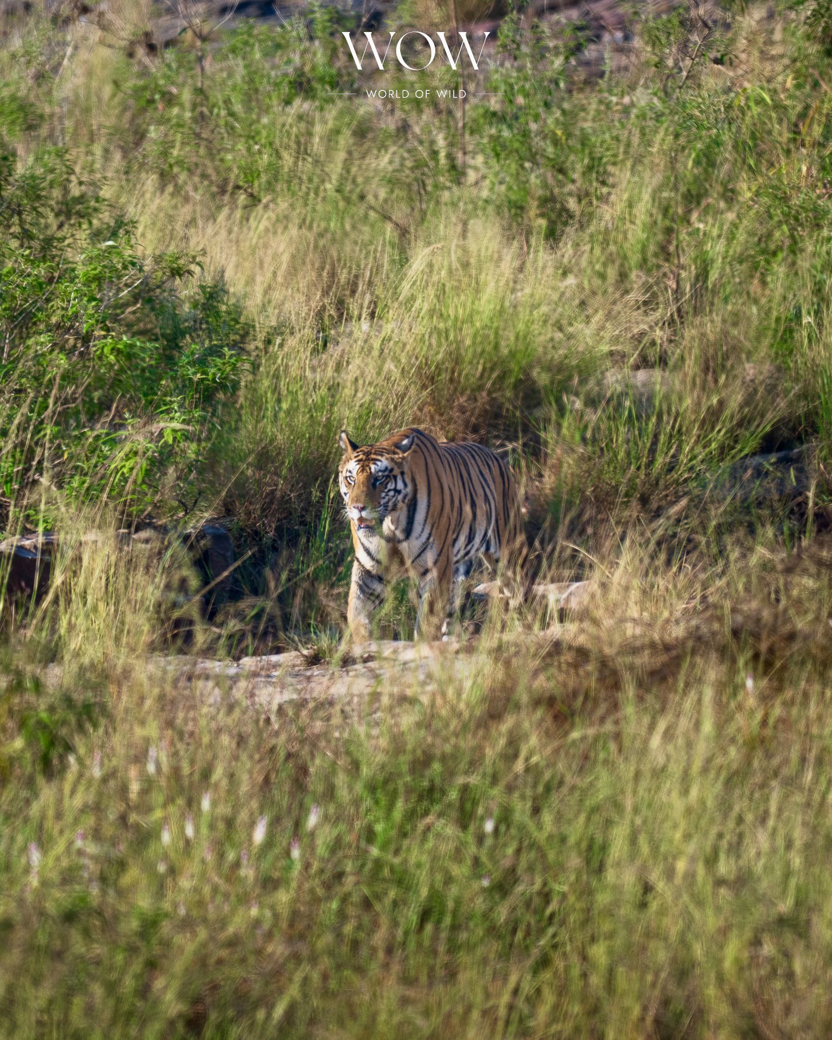 Tiger emerging from Panna Tiger Reserve in 2025